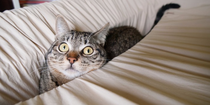 Machen aus jeder Situation das Beste: Katzen in allen Lebenslagen.