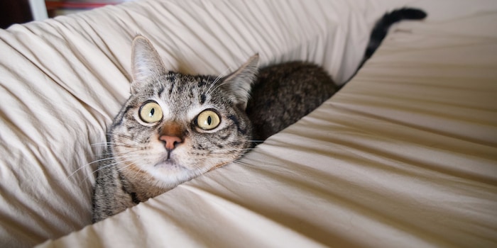 Machen aus jeder Situation das Beste: Katzen in allen Lebenslagen. Machen aus jeder Situation das Beste: Katzen in allen Lebenslagen.