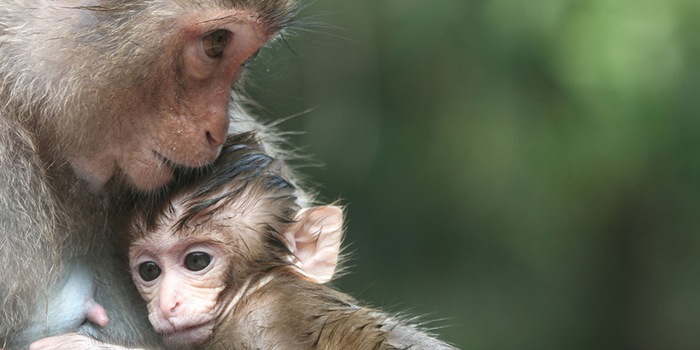 Les singes ressemblent beaucoup aux humains, surtout quand il est question d'intelligence et de comportement social.