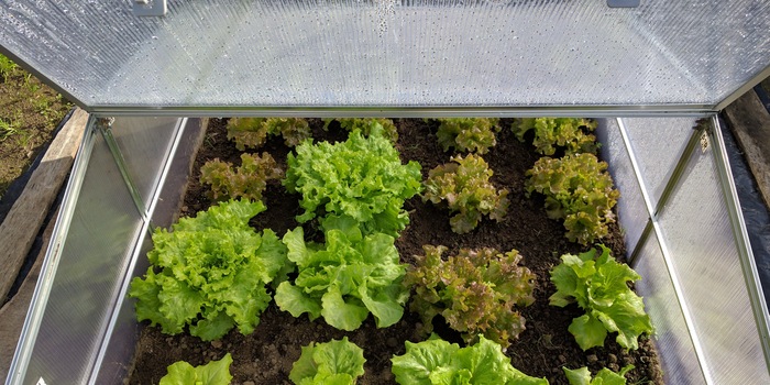 Cold frame made of double-ribbed panels planted with spring lettuces.