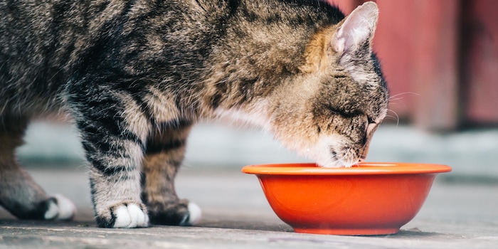 Trop de minéraux dans les aliments humides peuvent nuire à votre chat.