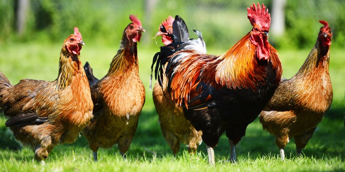 Hühner im Garten – sowohl als Haus- wie auch als Nutztiere bereiten sie Freude