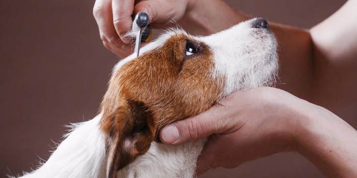 Regular brushing and dietary supplements make it easier for your dog to shed.