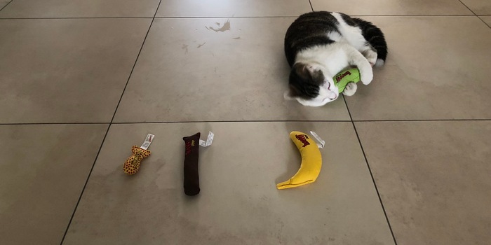 Fascinatopn catnip: qu'est-ce qui se cache derrière la drogue pour chat?