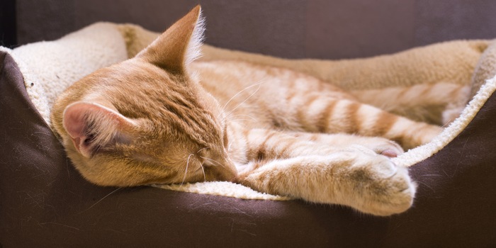 How you bed your bib, so it lies - the top 10 of your cat beds