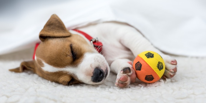 A properly exercised dog is a happy dog