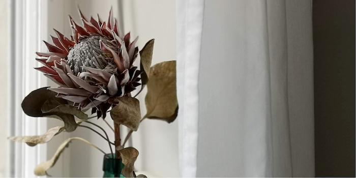 Un Protea peut se suffire à lui-même, car un seul fait déjà impressionner par son apparence.