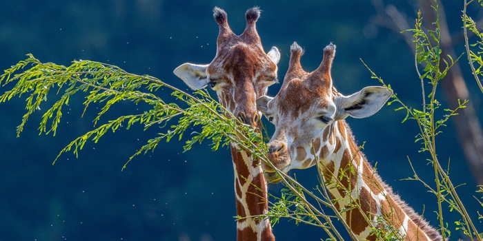 Bild: Zoo Zürich, Albert Schmidmeister