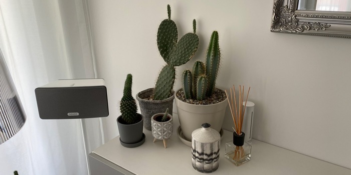 Ben mimetizzato: il modulo principale della stazione meteorologica intelligente Netatmo è appena visibile all'estrema destra del cactus.
