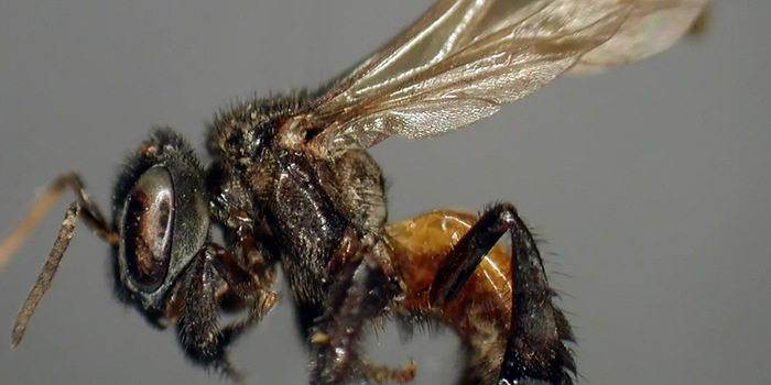 © Ricardo Ayala, Universidad Nacional Autónoma de México (Ausschnitt)