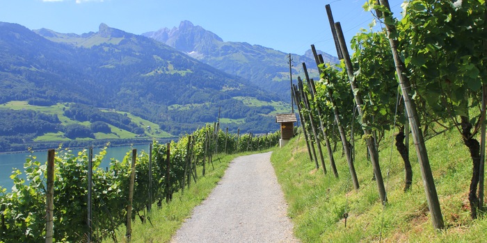 The partly subtropical climate allows an excellent wine to mature.
