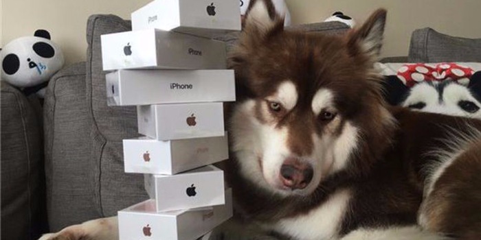 Wang Sicong's bitch Coco is the proud owner of eight new iPhones.