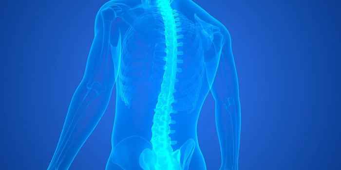 © magicmine / Zoonar / picture alliance (detail) The spinal cord runs in the spinal canal of the spinal column. Among other things, it serves to transmit nerve impulses from the motor cortex to the muscles and plays a decisive role in the coordination of reflexes.