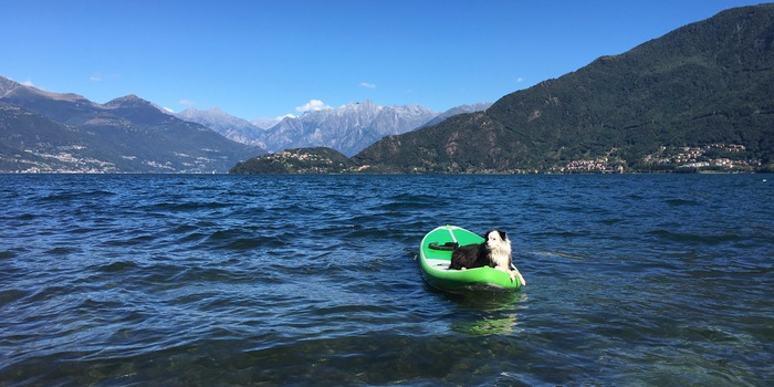 Anche i nostri amici a quattro zampe hanno apprezzato il SUP.