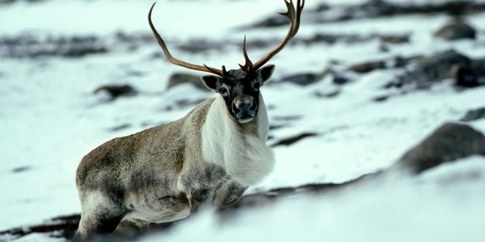 Lee Rentz / Bruce Coleman/Photoshot / picture alliance (detail) The authors also found evidence of endurance hunts in northern regions. Hunters used snowshoes to chase reindeer until they collapsed from exhaustion.