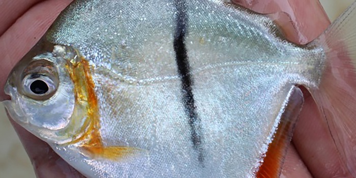 Machado, V.N. et al.: Integrative taxonomy of the blackbarred disk pacus (Characiformes: Serrasalmidae), including the redescription of Myloplus schomburgkii and the description of two new species. Neotropical Ichthyology 22, 2024, fig. 7 / CC BY 4.0 (detail) This young Sauron piranha was fished out of the river in the Xingu Basin, but not collected for the museum.