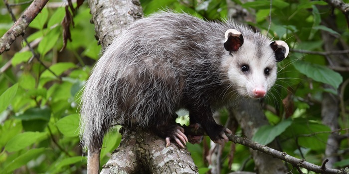 Shutterstock / Seit Ausbruch der Corona-Krise 2020 sind viele Wildtiere mit infizierten Menschen oder deren Hinterlassenschaften in Berührung gekommen und haben sich angesteckt – auch Opossums.