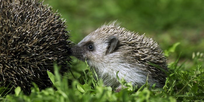 Shutterstock/slowmotiongli