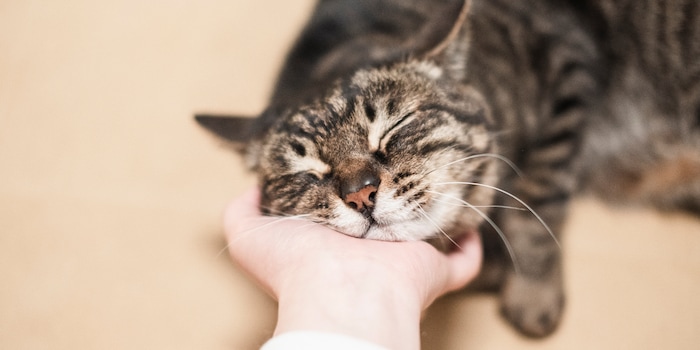 azukichi_JP/Shutterstock