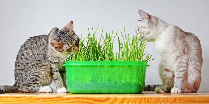 Katzengras hilft den Miezen bei der Verdauung.