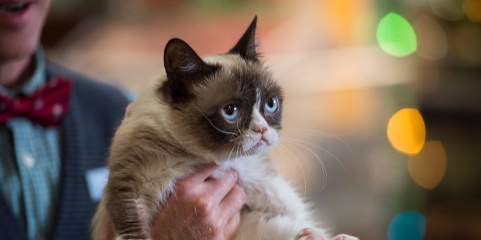 Grumpy cat oder mies gelaunt sein und dafür erst noch Kohle kriegen.