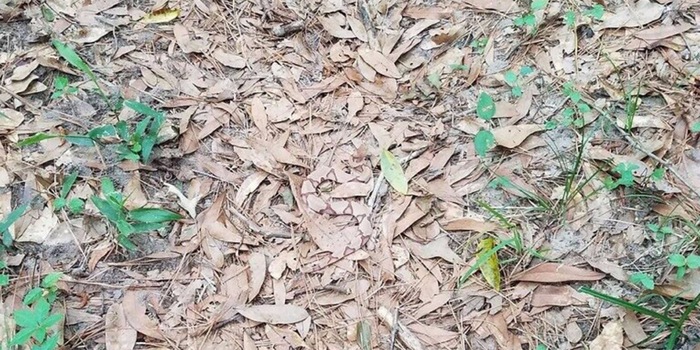 Où se cache le serpent ?