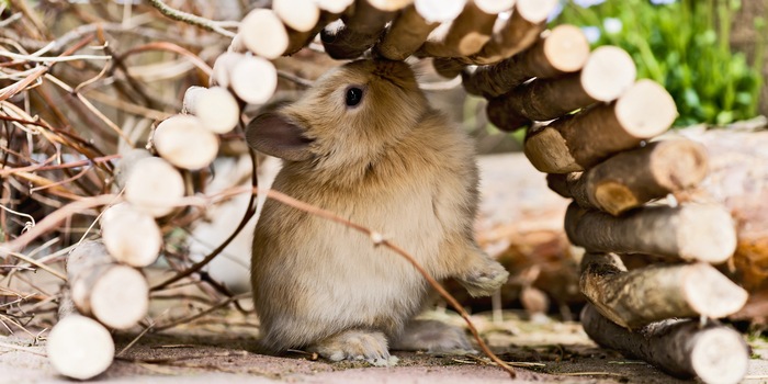 Le possibilità di ritiro sono importanti per gli animali in fuga.