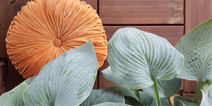 With a small mini garden you can keep the summer feeling at home. Together with complementary colours, it will be warm enough for you to get used to the autumn. Pillows: Pad Home Design Concept