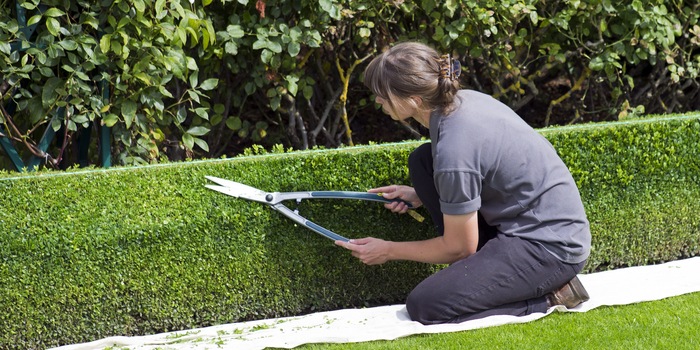 Hedge trimming with a branch cutter